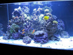 Kolar Labs Clear – Fast Acting, Pre-Rinsed, Organic Waste Removal Media Blend Filter Packet for Crystal Clear Aquariums, Large